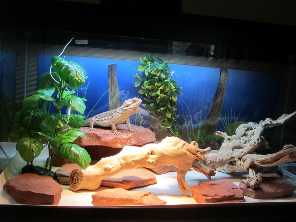 Exo Terra 36x18x18 lighting help • Bearded Dragon . org